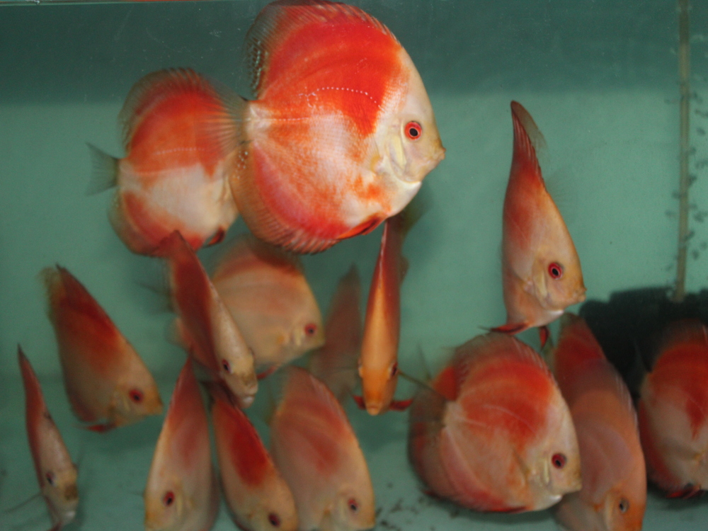 White Face Red Melon Discus Breeding Tank setup