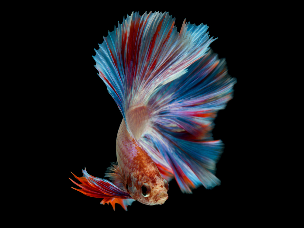 Betta fish lifespan