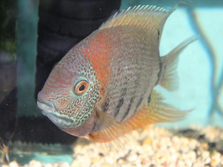 Rotkeil Severum Breeding and Caring Guide(Secret Tips)