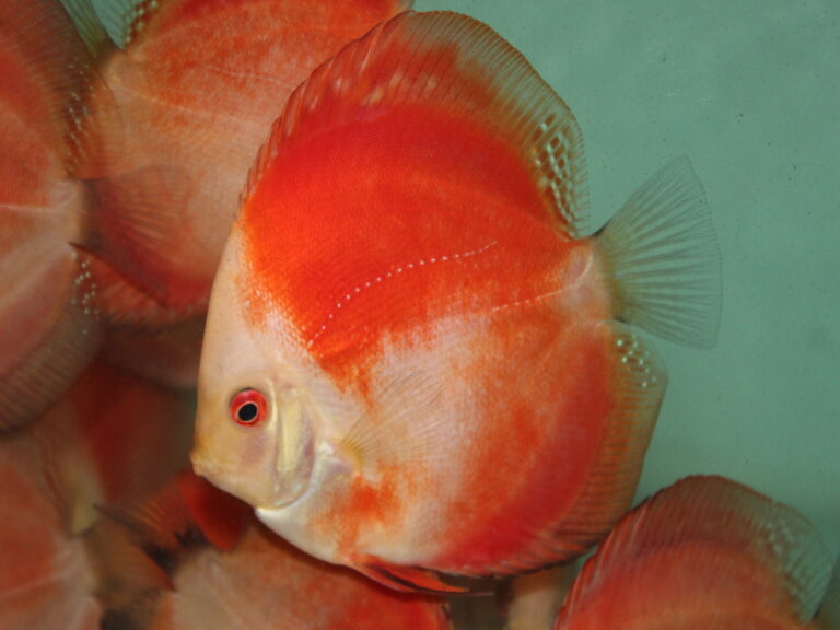 White Face Red Melon Discus Breeding(Secret Steps)