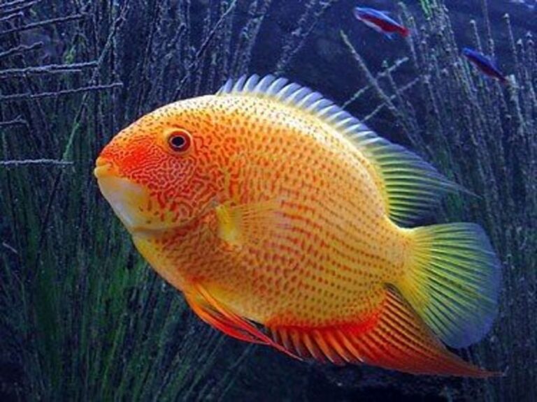 Gold Severum Cichlid 100% Guide – Care, Habit, Size & Foods