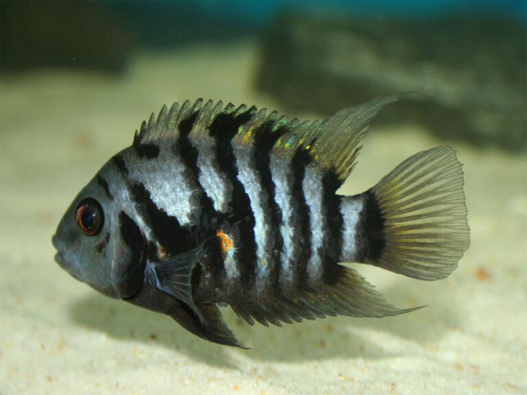 Convict Cichlid: Top 10 Freshwater Fish