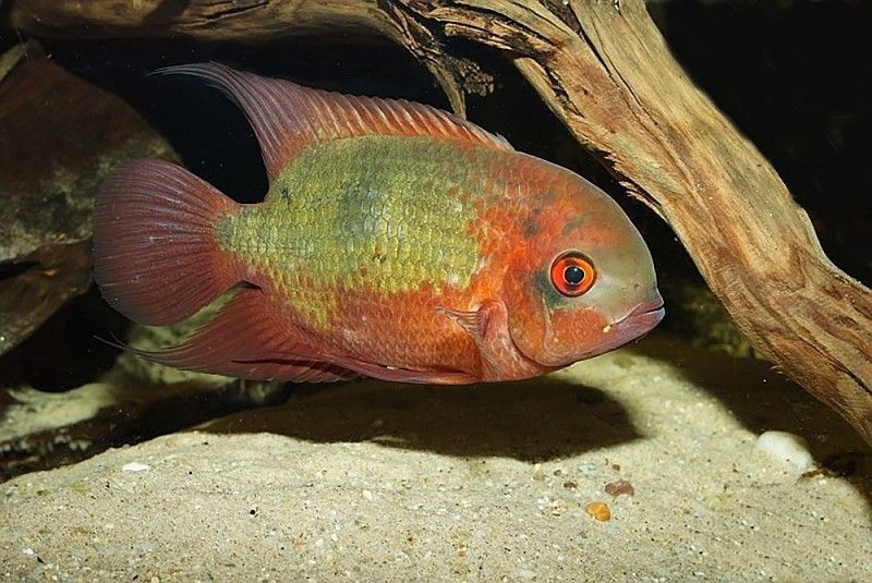 Chocolate cichlid Breeding