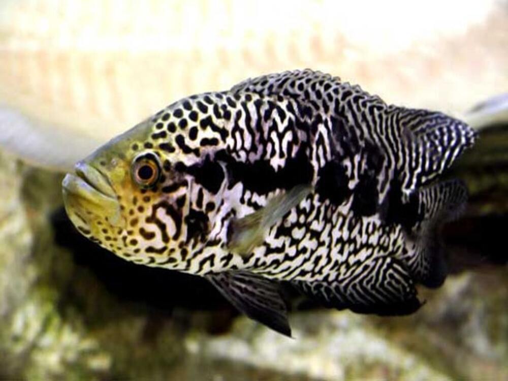 Jaguar cichlid breeding