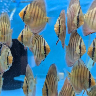 Red Cover discus